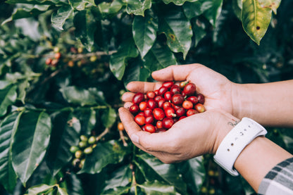 Single Origin Coffees